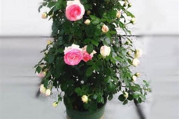 树桩月季盆景小苗怎么养护