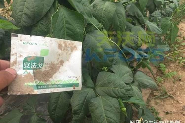 氨基酸叶面肥对药害有帮助吗