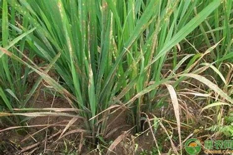 解除除草剂药害特效药