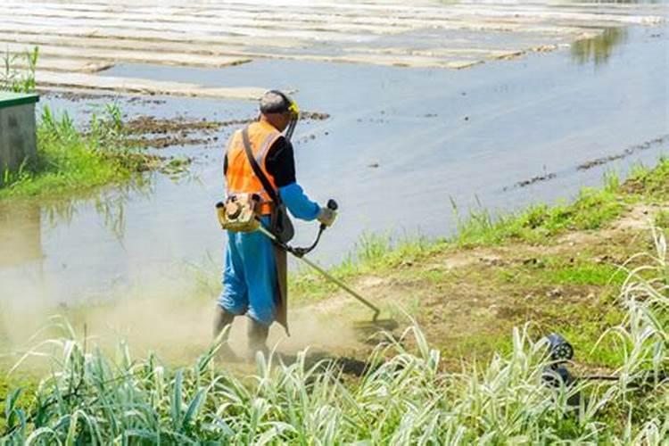 水稻除草剂药害卷叶怎么处理好