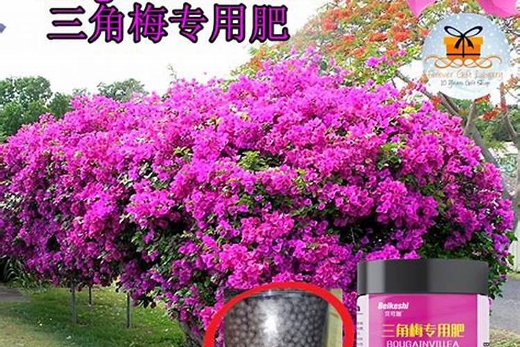 三角梅用什么肥料最好