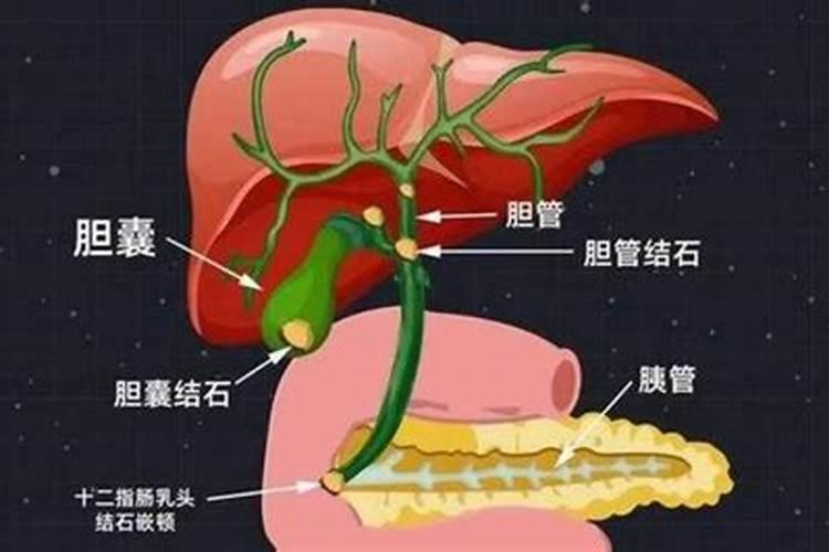 人的胆子大小和自己的胆囊大小有关吗？