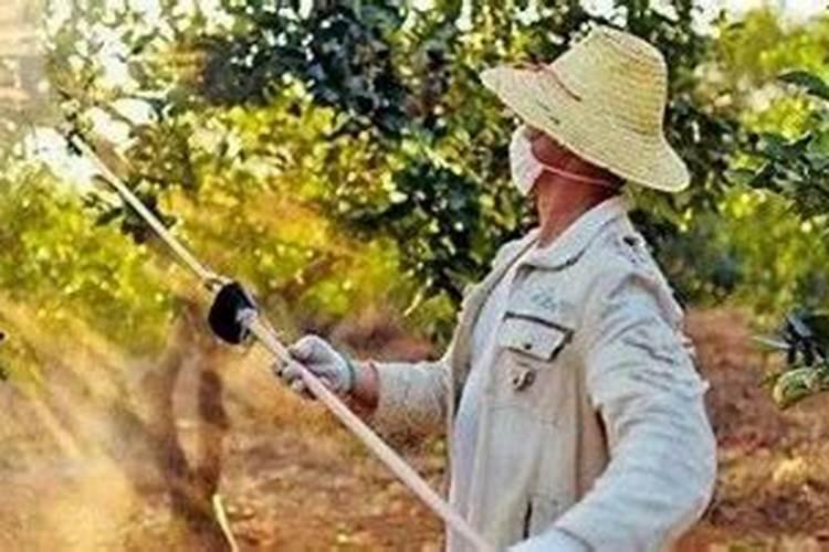 刚种植的沃柑苗怎么管理？