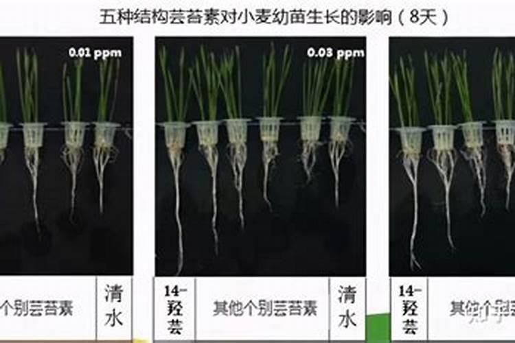 芸苔素抗旱最有效三个方法