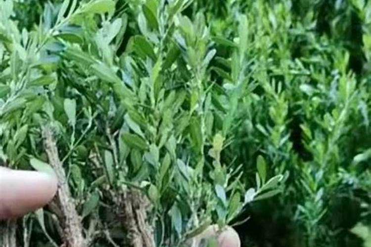 中药材用什么肥料可以生根？中药材追肥用哪种肥料？中药材生根用什么肥料...