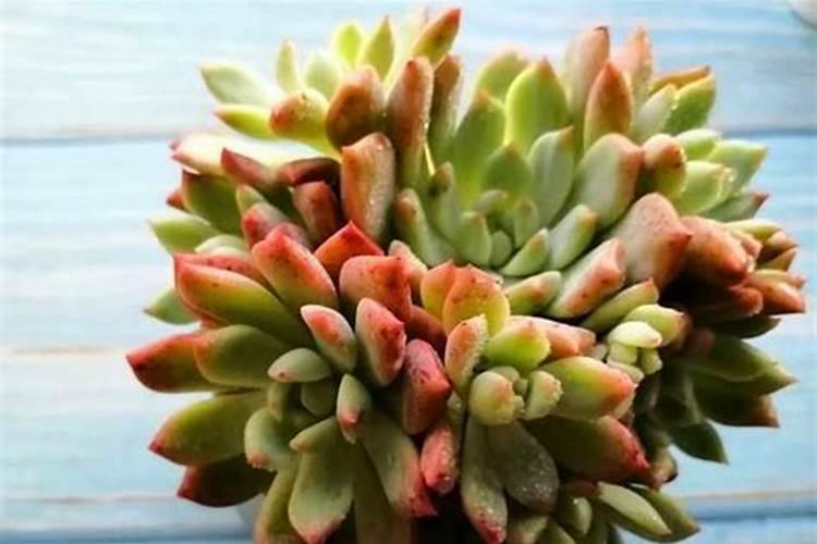 多肉植物能喷磷钾肥吗