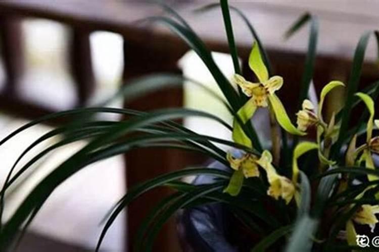 白兰花什么时候施肥最好？施什么肥？(白兰花冬天要施肥吗)