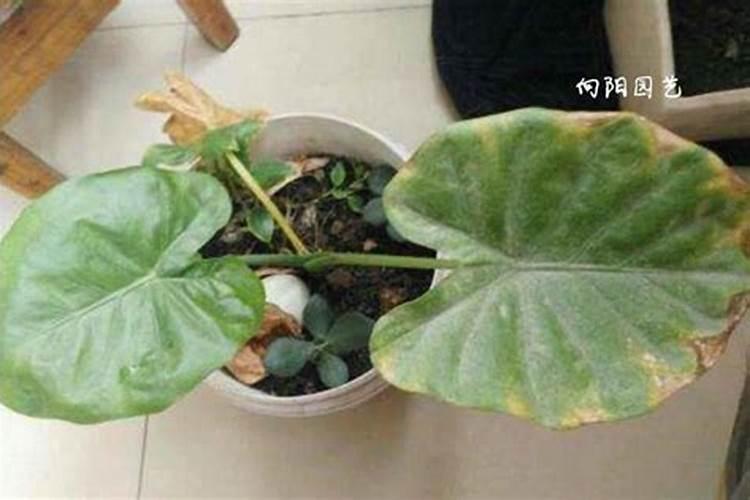 磷酸二氢钾里可以➕花多多浇花吗？