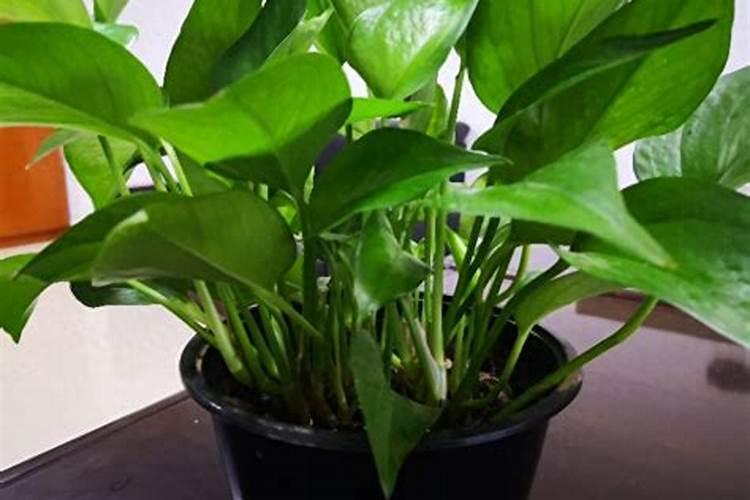 插扦后的绿萝长叶子了可以施肥吗