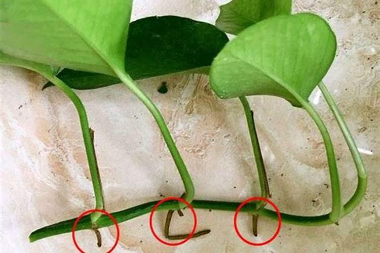 绿萝用什么肥料最好