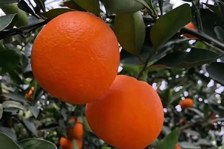伦晚脐橙的肥水管理