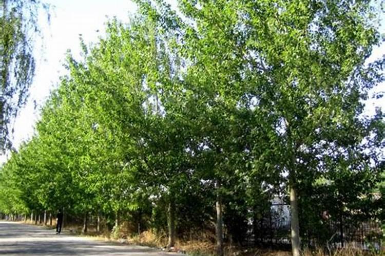 杨树怎样管理,特别是施肥、剪枝、浇水？