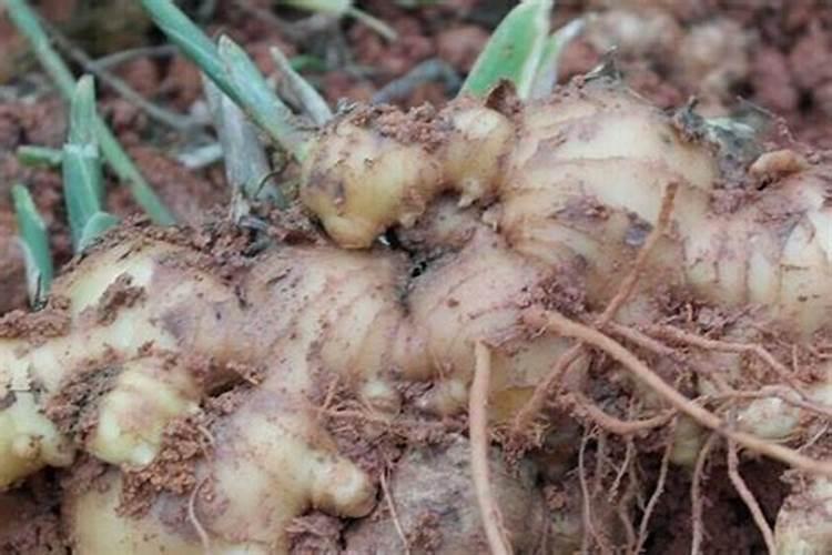 精甲咯嘧菌防治大姜根腐病用滴灌用药好还是喷雾器灌根好