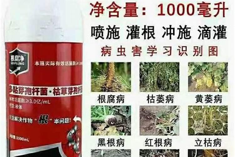 大姜烂脖子病,发生了怎么办呢