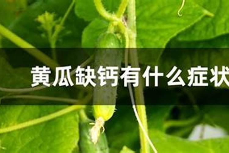 黄瓜点花药加什么叶面肥黑又亮