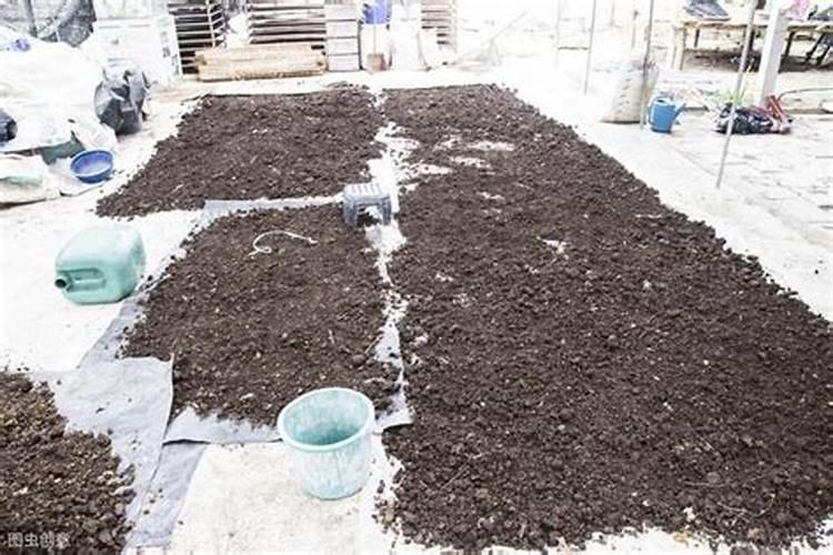 兰花新芽和花蕾怎么区分