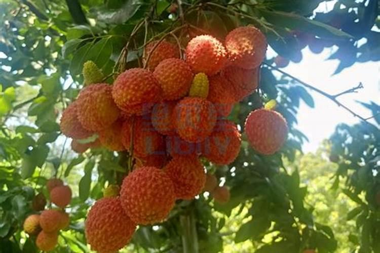 荔枝专用叶面肥什么好