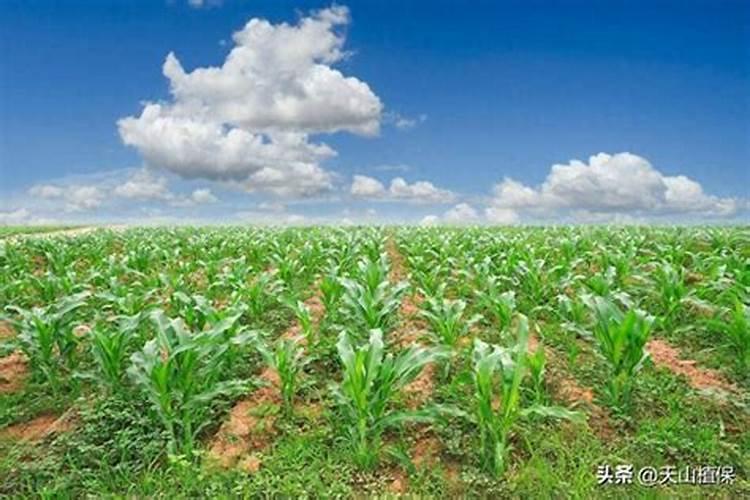 水肥一体化应用的主要技术及方法