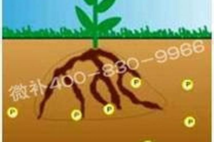 玉米生长中磷肥能起到什么作用