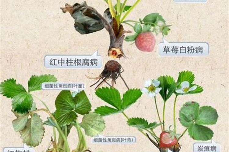 草莓育苗后期应该如何施肥？需要打“送嫁药”吗？