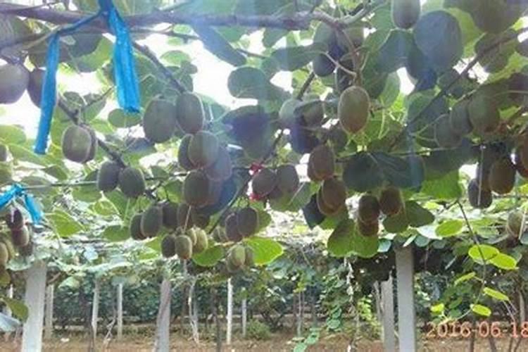 矿源黄腐酸钾最适合哪些果树