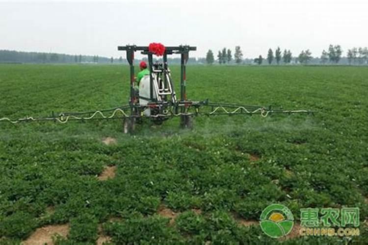 芋头在彭大期喷施磷酸二氢钾芸台素吗？