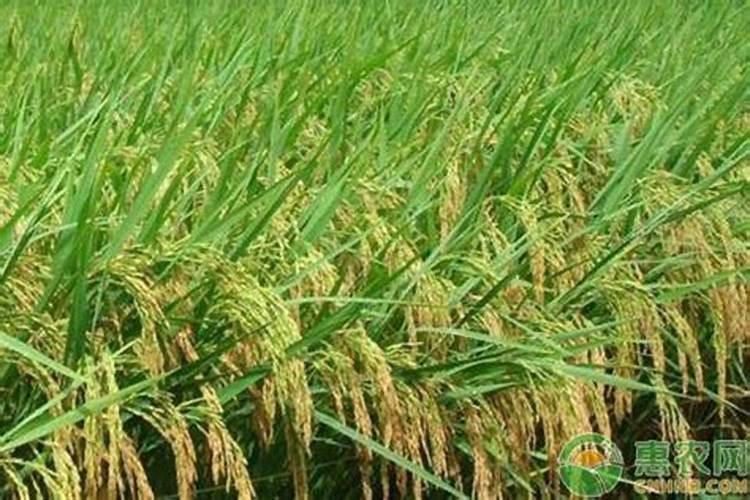 种香瓜用什么肥料最好