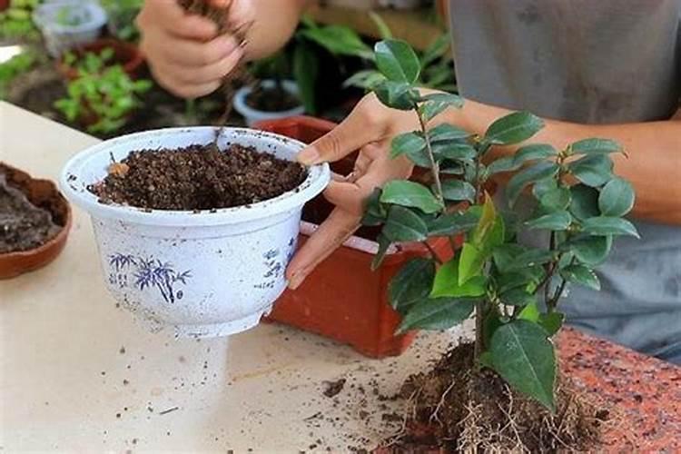 香瓜开花挂果期喷高钾叶面肥好还是高磷叶面肥好？