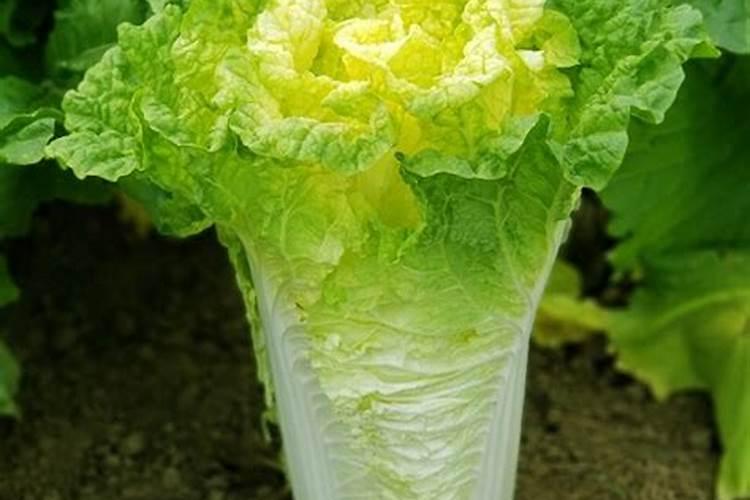 白菜要多施什么肥料