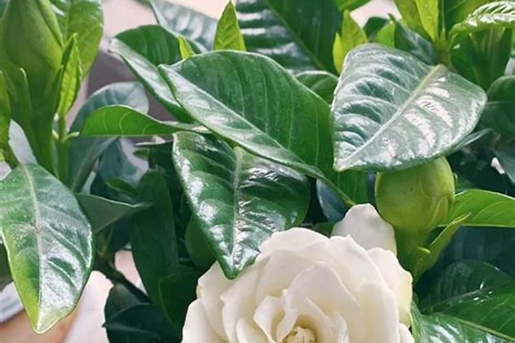 水培的栀子花怎么养殖