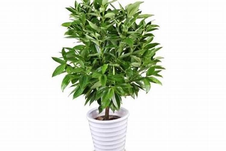 平安树施什么肥料好,氮磷钾肥促进生长(春秋两季施肥)