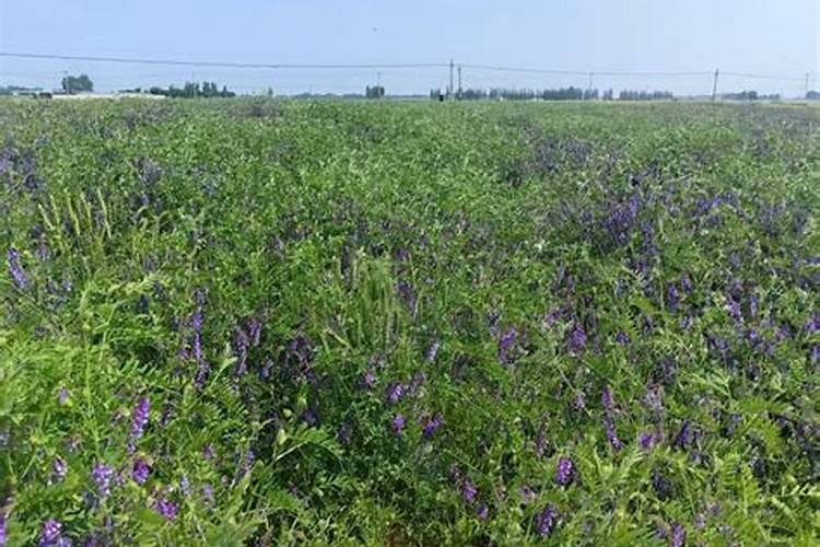 毛苕子的栽培技术