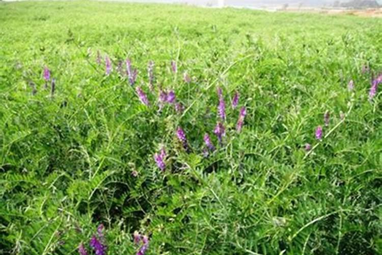 什么叫做冬种绿肥还田