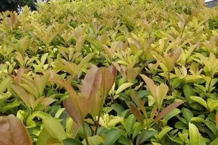 韭菜用什么肥料长的旺？腐植酸水溶肥怎么样？高产田间管理怎么做好百度...