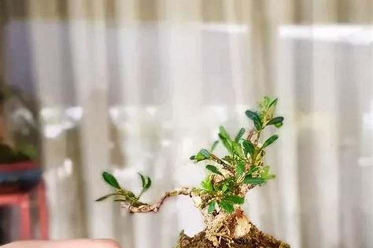 黄杨砍头能发芽吗