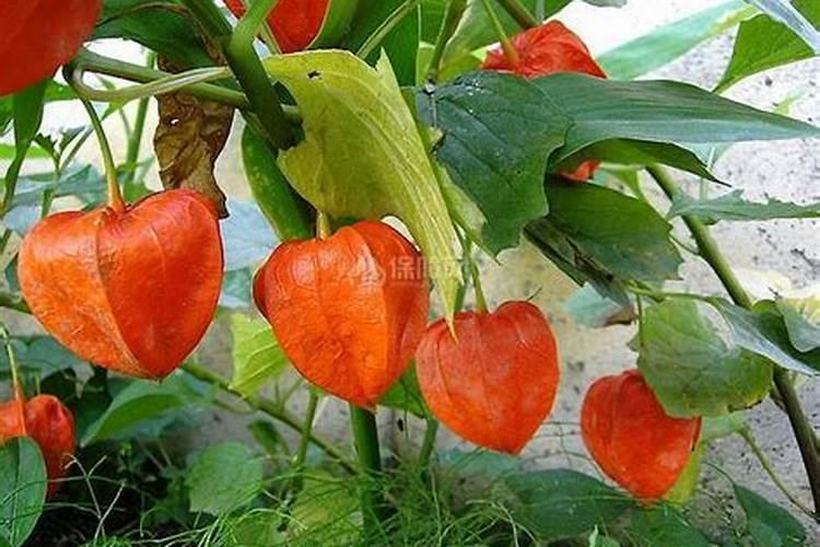 家有院子,就打造成“花果园”,赏花吃果子,如何打造？