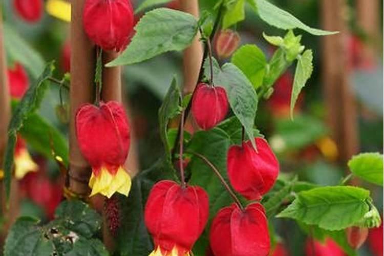 属兔人最富贵的出生时辰,生肖虎的三合贵人