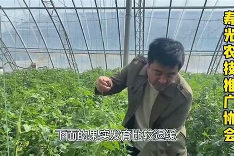 西红柿茎杆粗壮不彭果有什么办法