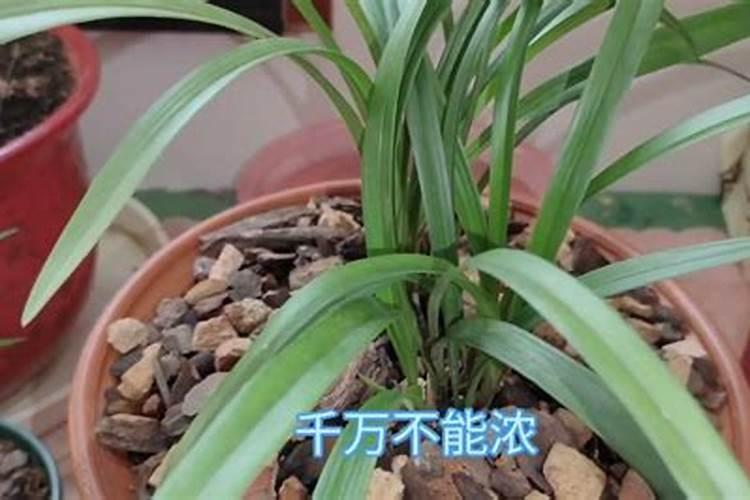 兰花刚出花箭用施肥么