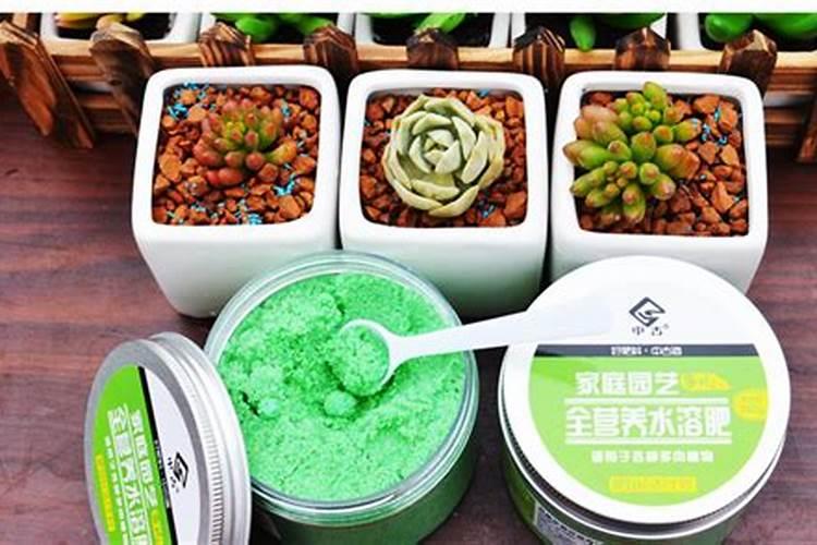 水溶肥如何给多肉施肥？