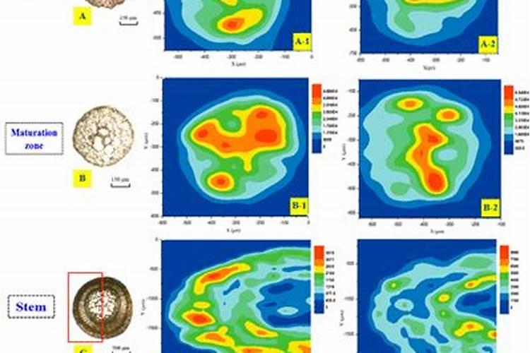 腐殖酸和黄腐酸到底是什么