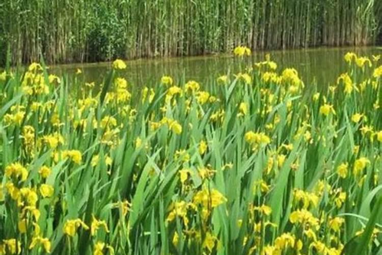 家庭盆栽菖蒲的方法,家庭盆栽菖蒲养护管理