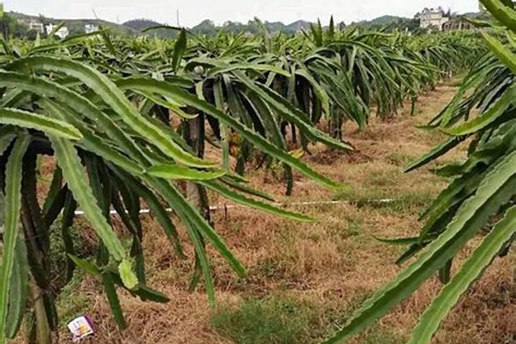 火龙果开花时怎么管理才能成果不黄