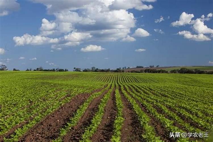 复合肥可以种菜吗