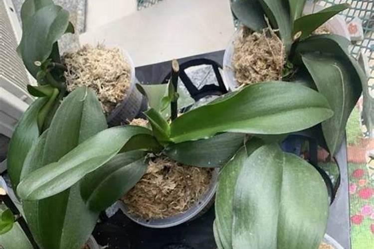 蝴蝶兰可施氮肥吗