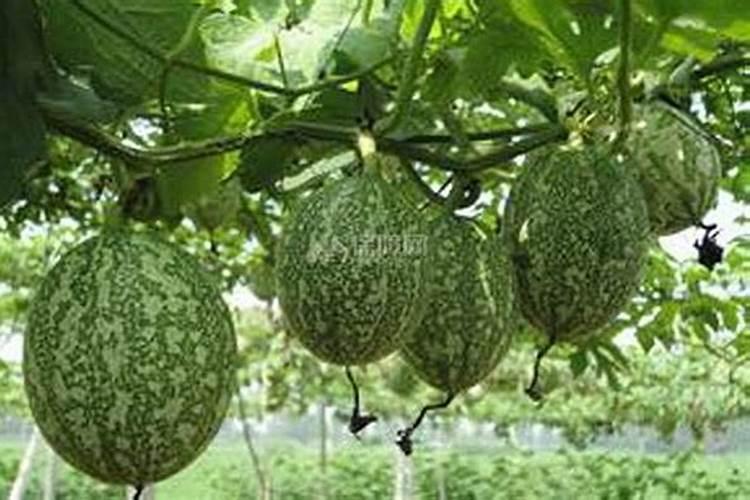 西瓜种植与施肥技术