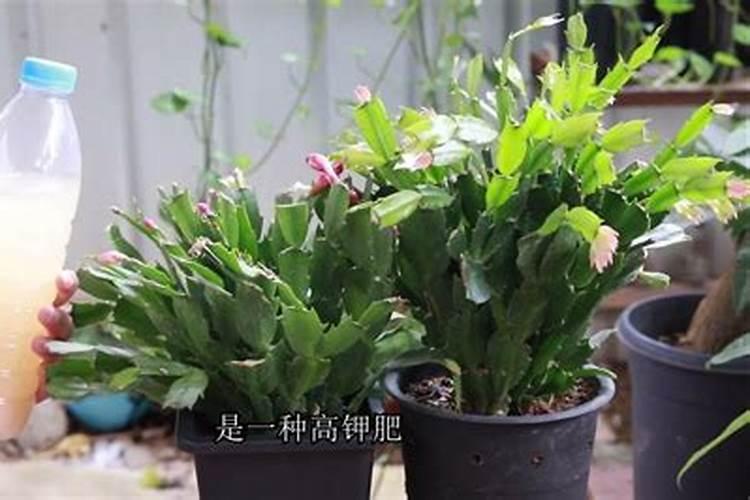 蟹爪兰用什么肥料最好