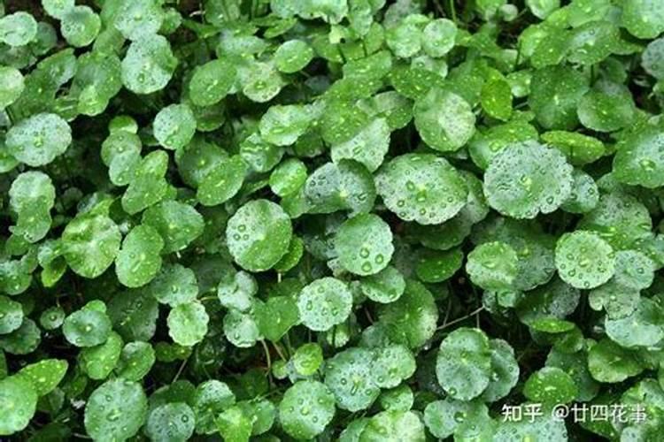 铜钱草出苗了要增肥吗怎么养？