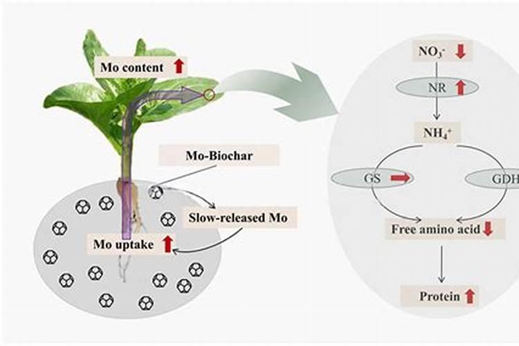 蓝莓可以用钼肥施肥吗