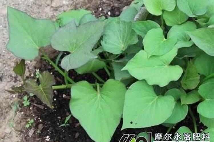 红薯最好的复合肥